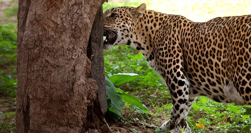 Nagpur leopard news