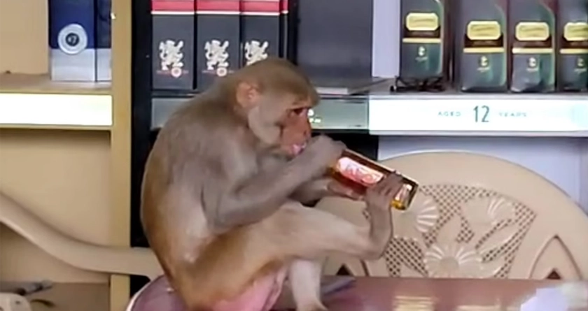 Monkey Drinking Whiskey