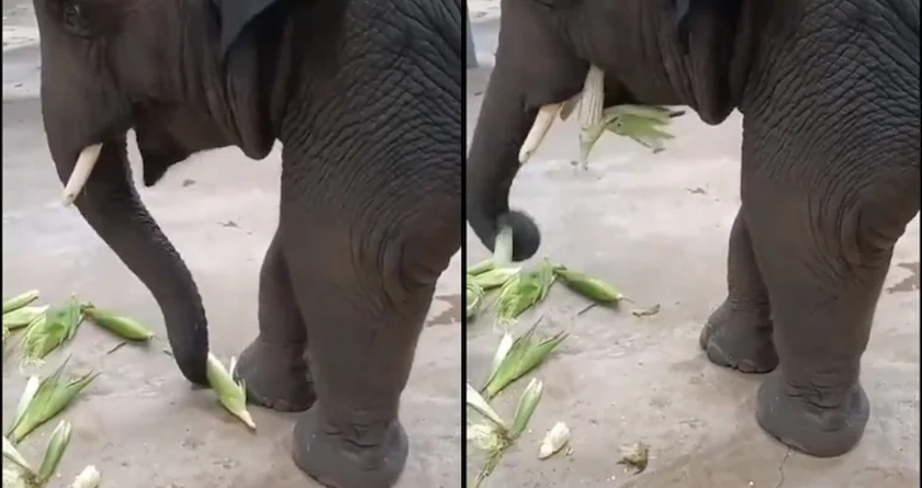 Elephant eating maize