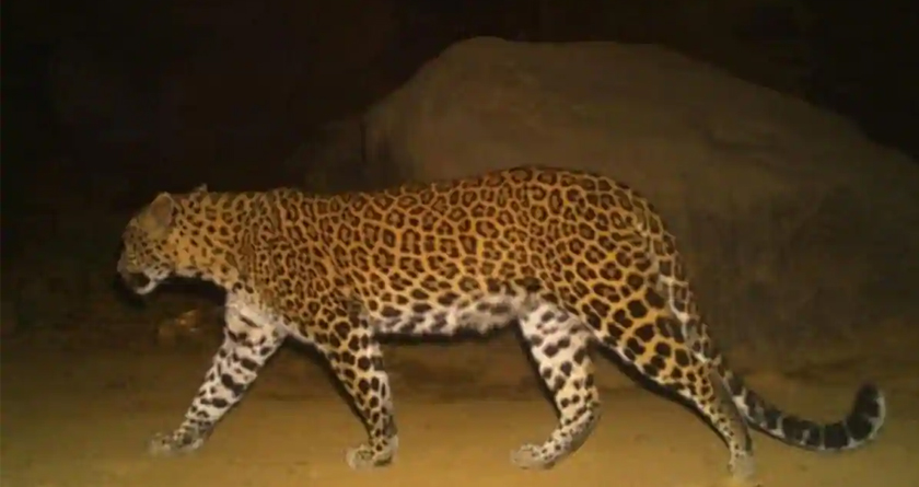 Pregnant Leopardess Breathes its Last After Being Hit by Speeding Jeep on Highway