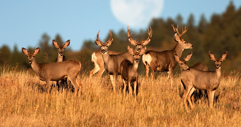 Twitter: This video of a herd of deer goes viral