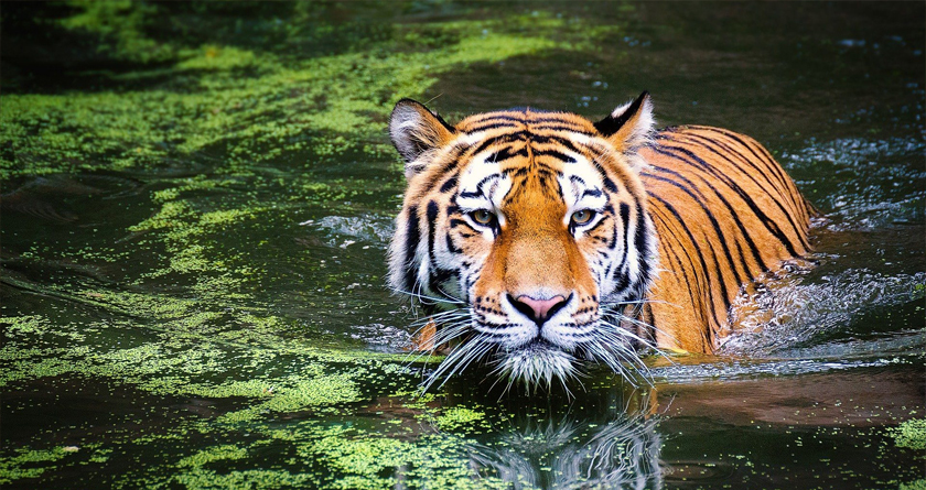 Facts about the International Tiger Day