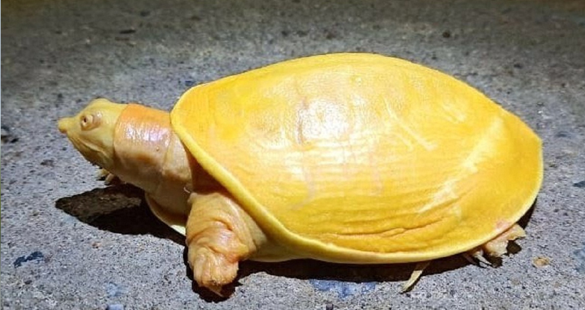 Rare yellow turtle discovered in the Balasore district of Odisha